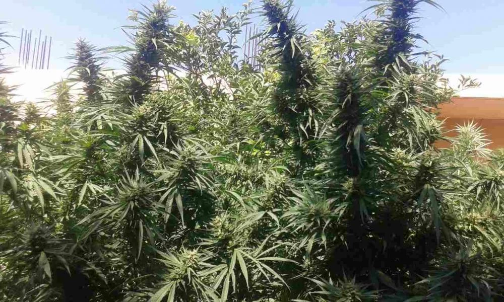 Αρχαία Ολυμπία: Καλλιεργούσε χασισόδεντρα κοντά σε ποτάμι